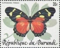 Perseis Mimic Forester (Euphaedra perseis)