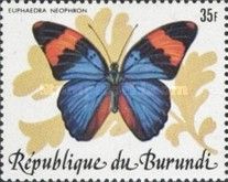 Gold-banded Forester (Euphaedra neophron)