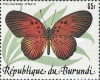 False Acraea (Pseudacraea striata)