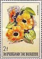 Thunbergia