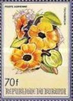 Thunbergia