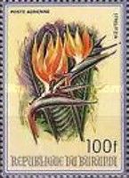 Strelitzia