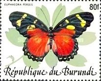 Perseis Mimic Forester (Euphaedra perseis)