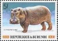 Hippopotamus (Hippopotamus amphibius)