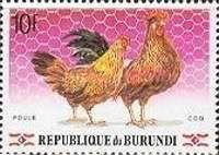 Chicken (Gallus gallus domesticus)