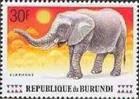 African Elephant (Loxodonta africana)