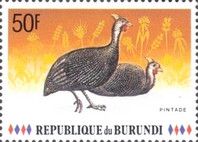 Helmeted Guineafowl (Numida meleagris)