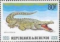 Crocodile (Crocodylus sp.)