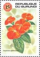 Impatiens petersiana