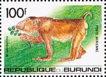 Sunda Pig-tailed Macaque (Macaca nemestrina)
