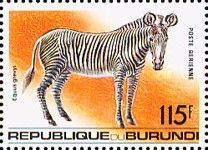 Equus grevyi