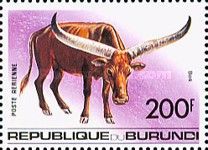Long Horn Cattle