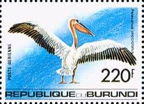 Great White Pelican (Pelecanus onocrotalus)
