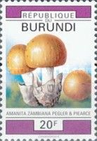 Amanita zambiana