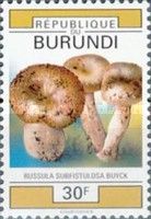 Russula subfistulosa buyck
