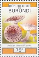 Russula meleagris