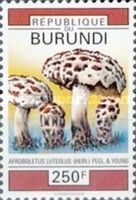 Afroboletus Luteolus