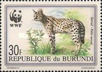 Serval (Leptailurus serval)
