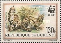 Serval (Leptailurus serval)