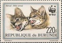 Serval (Leptailurus serval)