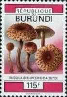 Russula brunneorigida