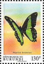 Broadly Green-banded Swallowtail (Papilio bromius)