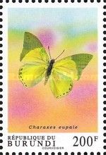Common Green Charaxes (Charaxes eupale)