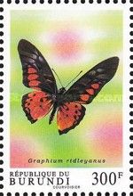 Acraea Swordtail (Graphium ridleyanus)