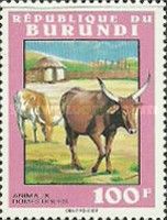 Cattle