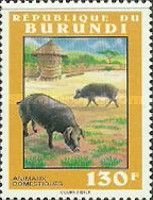 Pigs