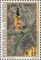Cassia didymobotrya