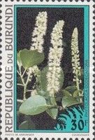 Phitolaeca dodecandra