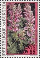 Acanthus pubescens