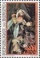 Bulbophyllum comatum var. inflatum