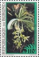 Triceratorhynchus viridiflorus (syn.Angraecum evrardianum)
