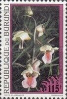 Eulophia x burundiensis