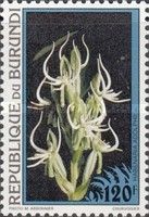 Habenaria adolphi