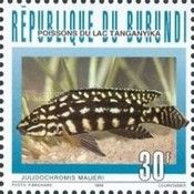 Marlier's Julie (Julidochromis malieri)