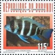 Frontosa Cichlid (Cyphotilapia frontosa)