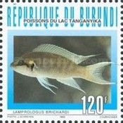 Fairy Cichlid (Lamprologus brichardi)