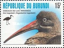 Hadada Ibis (Hagedashia hagedash)