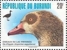 Egyptian Goose (Alopochen aegyptiaca)