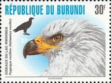 African fish eagle (Haliaeetus vocifer)