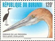 Goliath Heron (Ardea goliath)