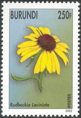 Rudbeckia Laciniata