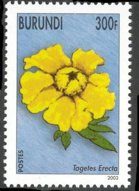 Tagetes Erecta
