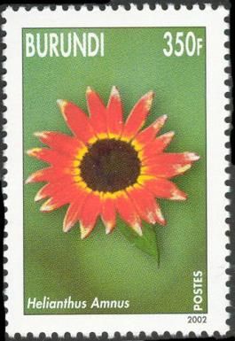 Helianthus Amnus