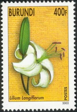 Lilium Longiflorum
