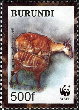 Sitatunga (Tragelaphus spekii)