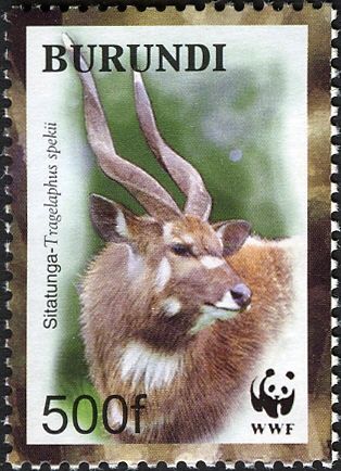 Sitatunga (Tragelaphus spekii)